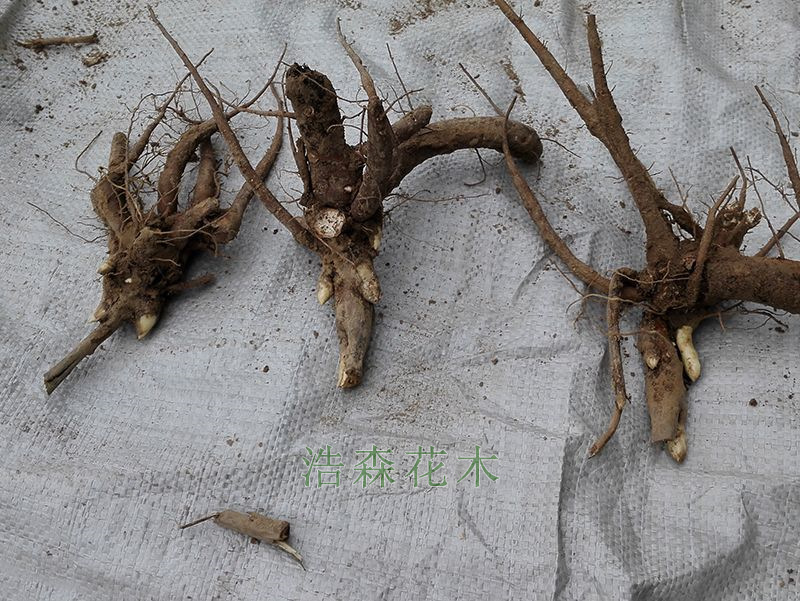 3芽觀(guān)賞芍藥苗